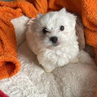 Maltese