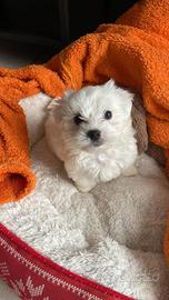 Maltese