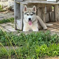 Siberian Husky