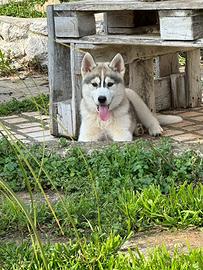 Siberian Husky
