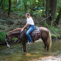 Cavalla incrocio Quarter Horse x Appaloosa