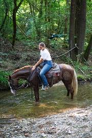 Cavalla incrocio Quarter Horse x Appaloosa