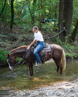 Cavalla incrocio Quarter Horse x Appaloosa