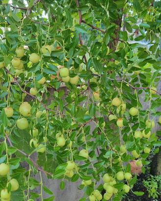 Pianta delle Giuggiole  *vitamina C*