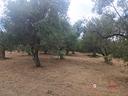 gualtieri-terreno-con-casolare-rurale