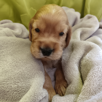 Cuccioli di cocker spaniel con pedigree