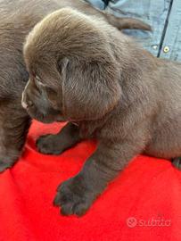 Cuccioli Labrador
