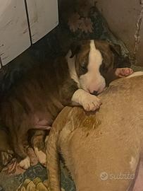 Cuccioli bull-terrier