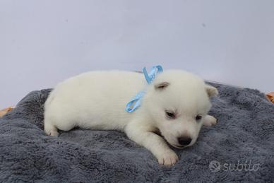 Siberian Husky bianchi con pedigree enci