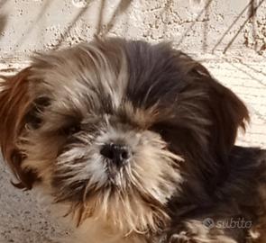 Splendido cucciolo di Shitzu