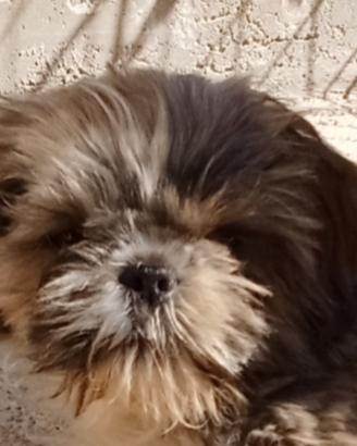 Splendido cucciolo di Shitzu