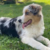 Australian shepherd pastore australiano monte