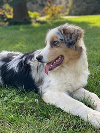 Australian shepherd pastore australiano monte