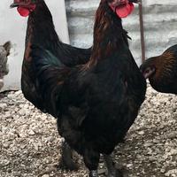 GALLI Marans e Australorp