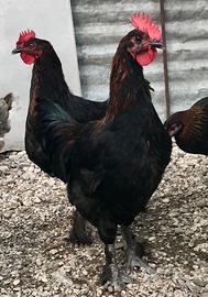 GALLI Marans e Australorp