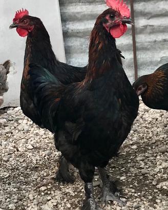 GALLETTI Marans e Araucana