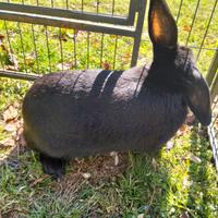 Coniglio nano ariete femmina