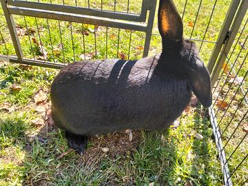 Coniglio nano ariete femmina