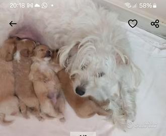 Cuccioli di maltipoo