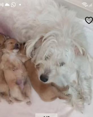 Cuccioli di maltipoo