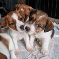 Cuccioli di Jack RusselI Pedigree ROI