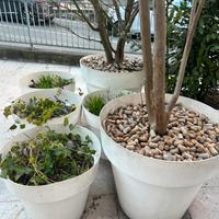 Vasche per piante da esterno
