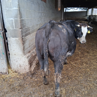 Manza gravida richiesta 3000 euro