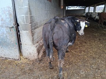 Manza gravida richiesta 3000 euro