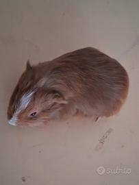 Cavie porcellini d'india