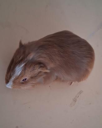 Cavie porcellini d'india