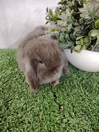 Coniglietto ariete nano selezionato