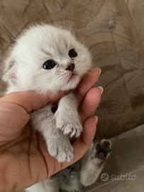 Scottish streight e Fold