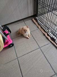 Spitz di Pomerania