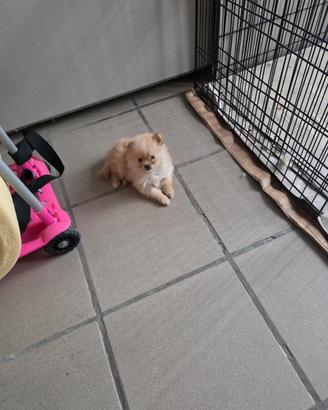 Spitz di Pomerania