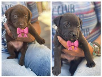 Cuccioli Labrador/pitbull