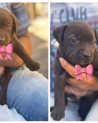 Cuccioli Labrador/pitbull