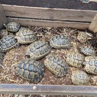 Tartarughe fonte C anno 2023