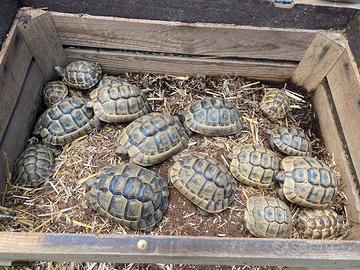 Tartarughe fonte C anno 2023