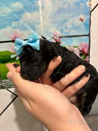 Barboncino toy phantom