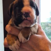Boxer cuccioli