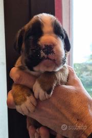 Boxer cuccioli