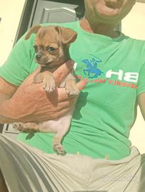 Chihuahua