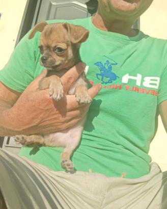 Chihuahua