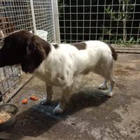 Springer Spaniel Inglese - maschio bianco fegato