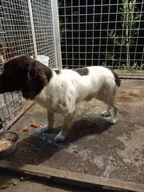 Springer Spaniel Inglese - maschio bianco fegato