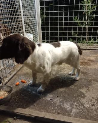 Springer Spaniel Inglese - maschio bianco fegato