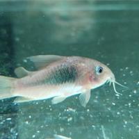 Corydoras aeneus