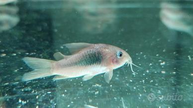 Corydoras aeneus