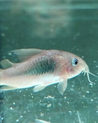 Corydoras aeneus
