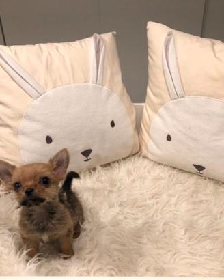 Chorkie teacup da Chihuahua e Yorkshire dispnibili